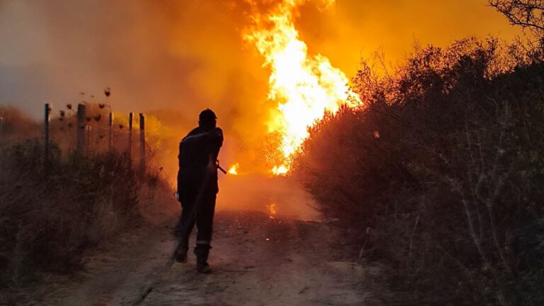 Algeria seeks death penalty for arsonists after deadly wildfires