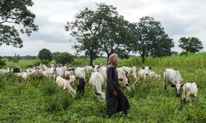 Beyond farmers and herders: What is really driving the bloodshed in Nigeria’s Plateau State?